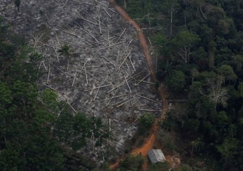 Amazona e Brazilit: Shpyllëzimi arrin nivelin më të lartë në 12 vjet