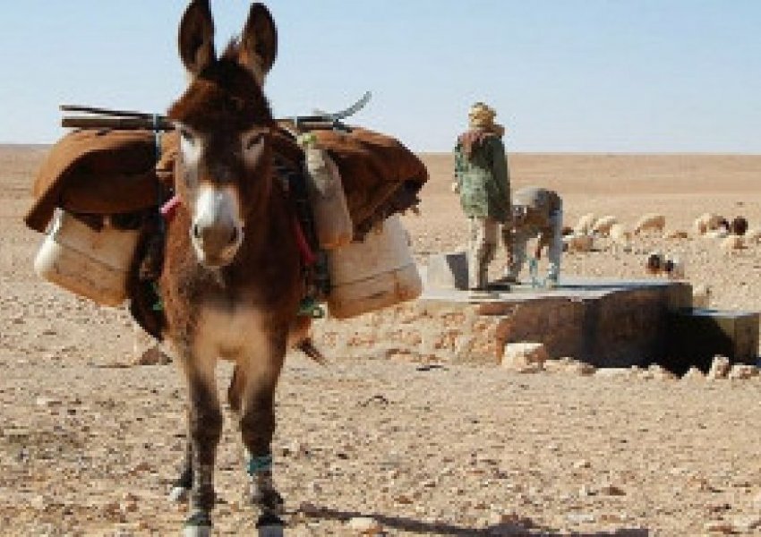 ISIS përdor një gomar të lidhur me eksploziv për t’i zënë pritë guvernatorit nigerian