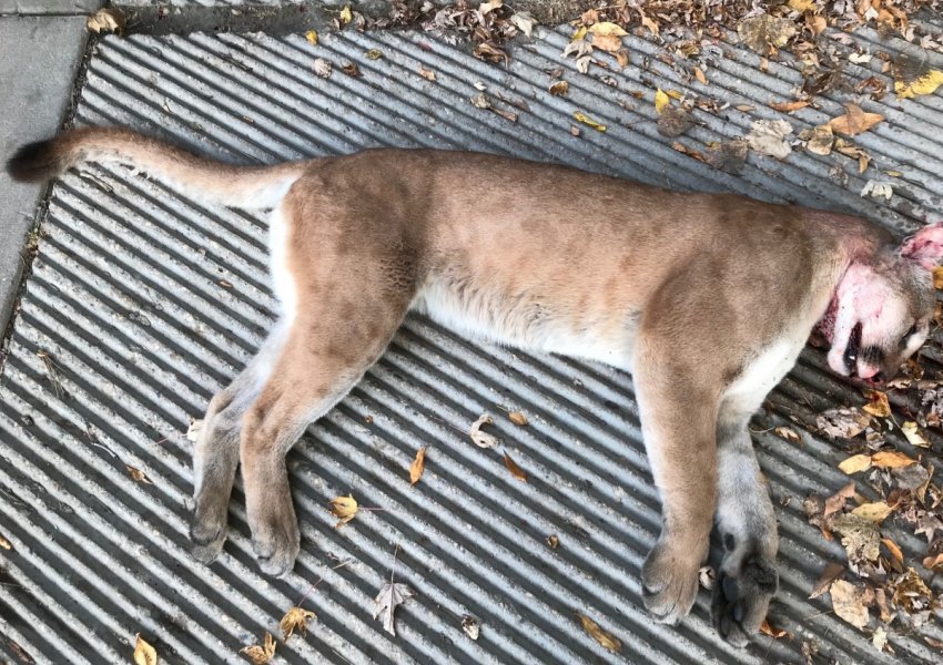 SHBA, puma e gjetur në metro ka të ngjarë të jetë e vetme