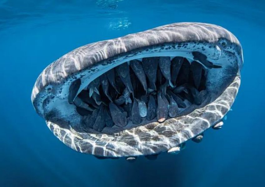 12 imazhe magjike nënujore nga konkursi i fotove të Revistës Scuba Diving