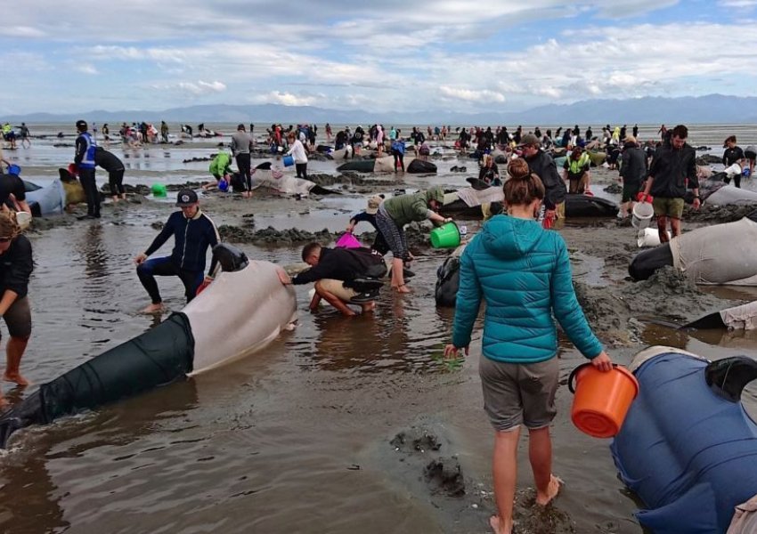 Të paktën 90 balena ngordhin në brigjet e Australisë