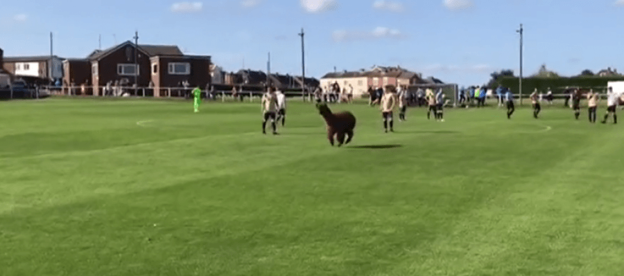 VIDEO/ Lama Alpaca hyn në fushën e futbollit dhe kërkon të shënojë gola