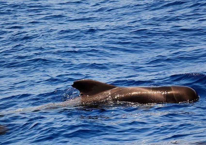 Australi, vijon operacioni i shpëtimit të balenave, mbi 100 të shpëtuar deri tani