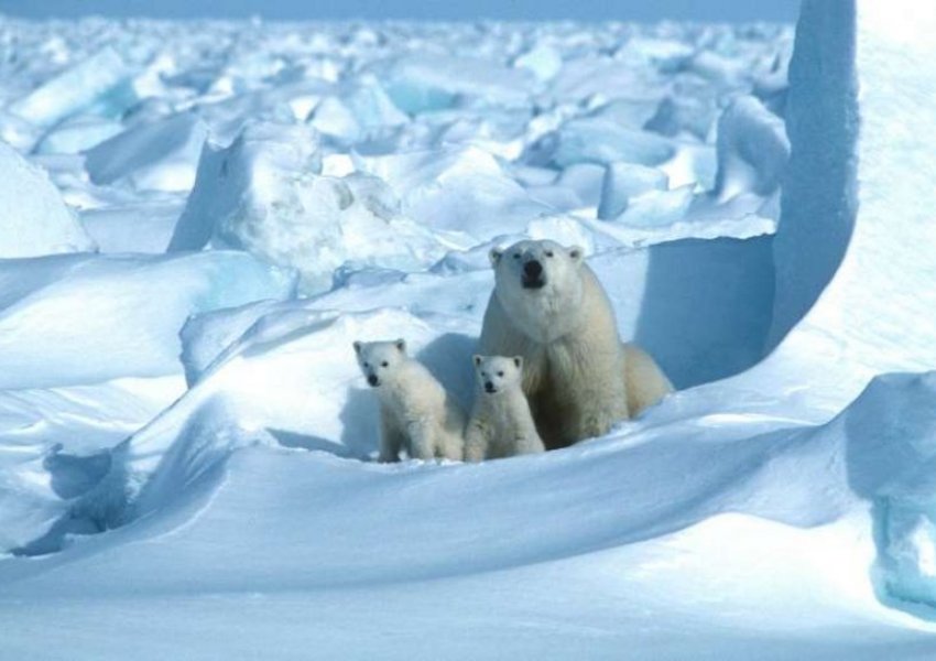 Ngrohja globale po lë pa ushqim arinjtë polarë