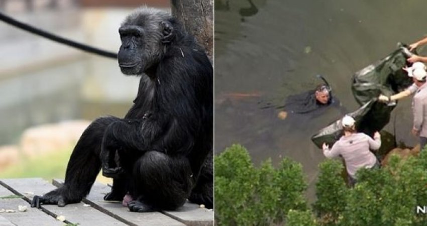 Bllokohet kopshti zoologjik, gjendet i ngordhur Mogli