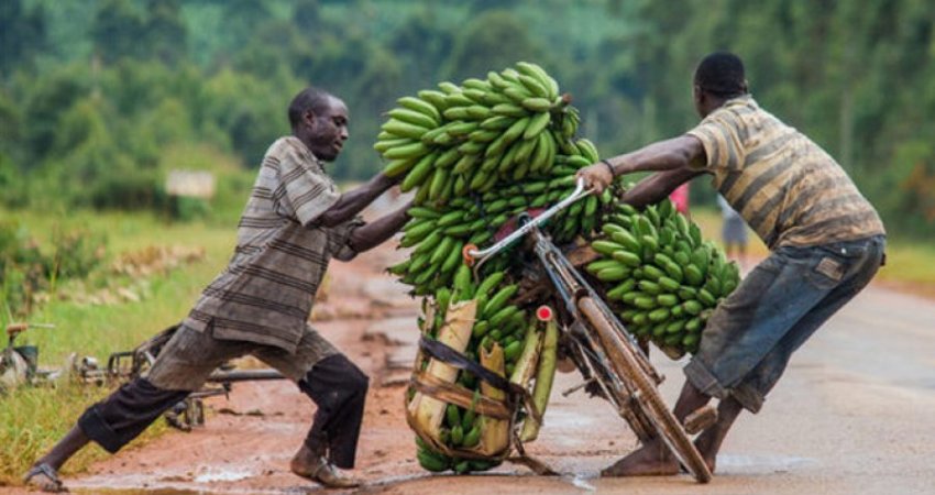 Uganda nis prodhimin e tepihëve dhe shtesave të flokëve nga mbetjet e bananeve