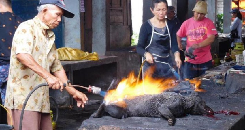 Digjen për së gjalli dhe shiten, tregtia ekstreme e qenve në Indonezi