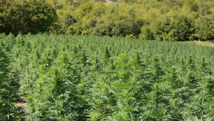 Zëri i Amerikës: Shqipëri, gjatë 2021 u rritën sipërfaqet me marijuanë