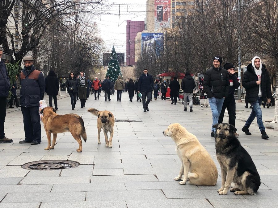 Kosovarët duhet të mësohen me kafshimet e qenve endacakë! -  Një vëzhgim i SYRI KOSOVA