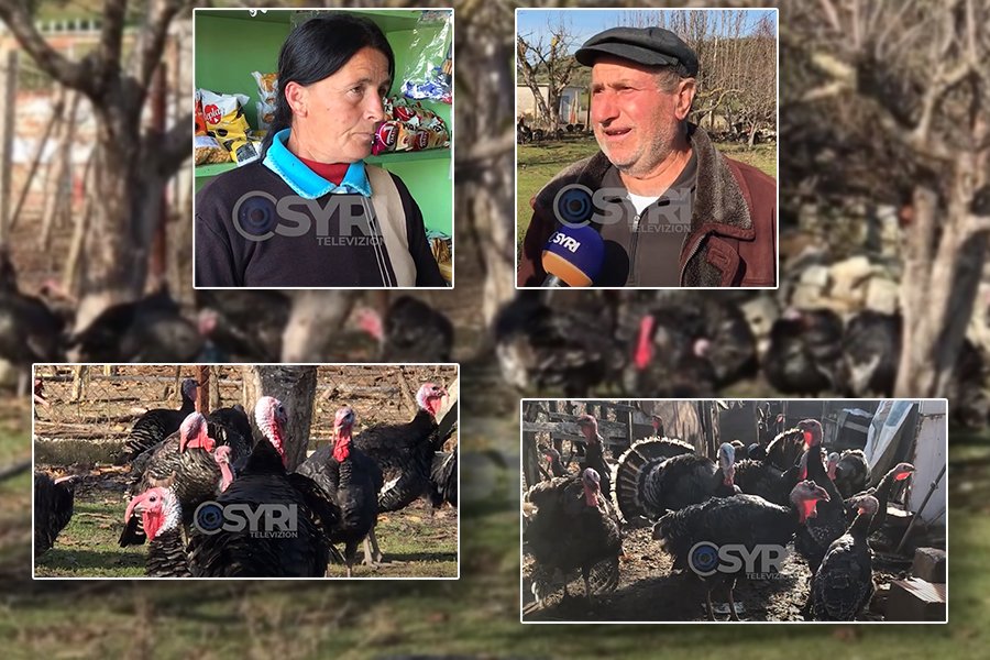 VIDEO-SYRI TV/ Çmimi i lartë në treg, fermerit i vjedhin 40 gjela deti