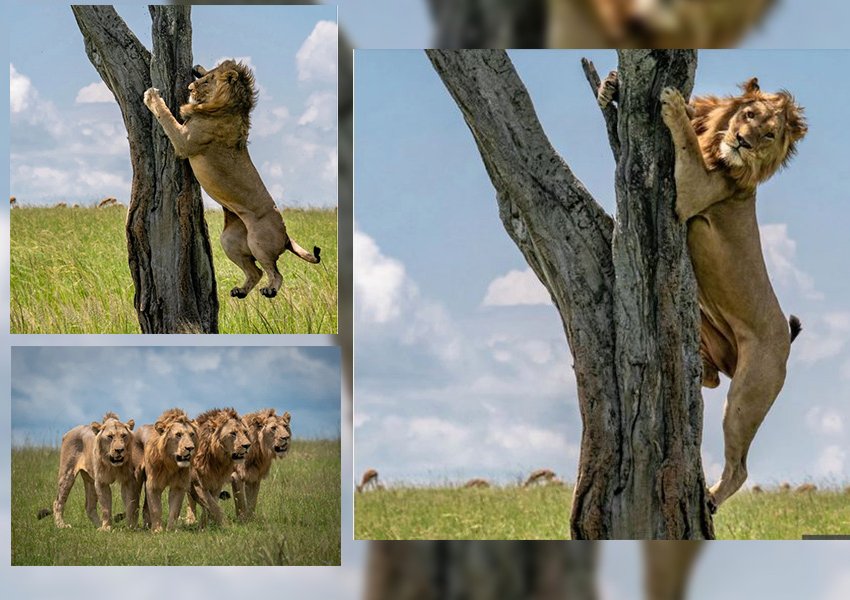 FOTO/ ‘Mbreti i xhunglës’ ngitet në pemë i frikësuar për t’i shpëtuar tufës së bufalove