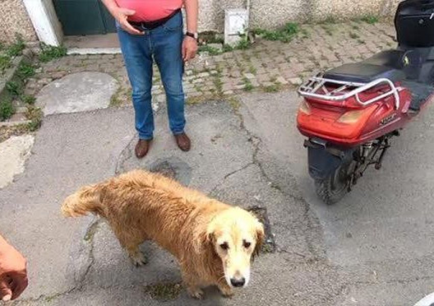 Qeni ndjek me kilometra ambulancën që po transportonte pronaren e sëmurë