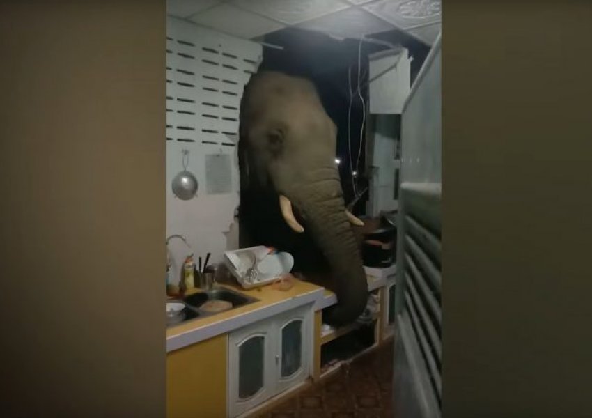 Një elefant në kuzhinë: Familja në Tajlandë surprizohet nga mysafiri i paftuar 