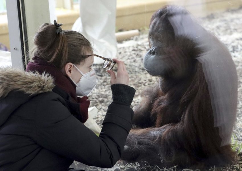 Kopshtet zoologjike, shkencëtarët synojnë të frenojnë vizitat e njerëzve: Ju japin virusin kafshëve