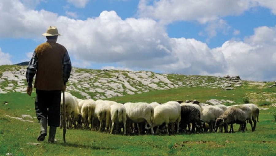 Qeveria Rama hap akademinë për barinj