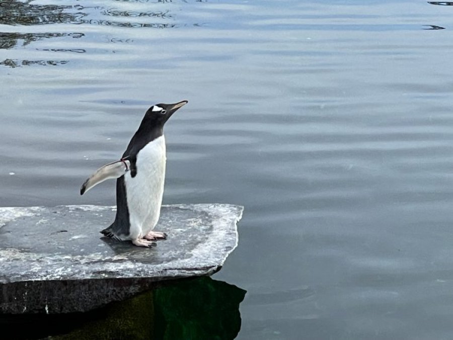 Një pishinë e madhe e hapur për pinguinët, njihuni me Kopshtin Zoologjik të Edinburgut 