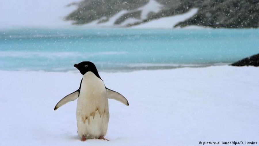 E rrallë/ Banorët e Zelandës së Re vizitohen nga një pinguin i cili udhëtoi të paktën 3000 kilometra