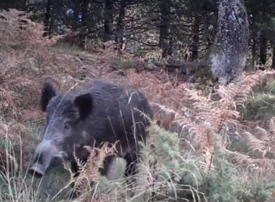 VIDEO/ Kamerat-kurth, pamje fantastike të kafshëve të egra në Tomorr 