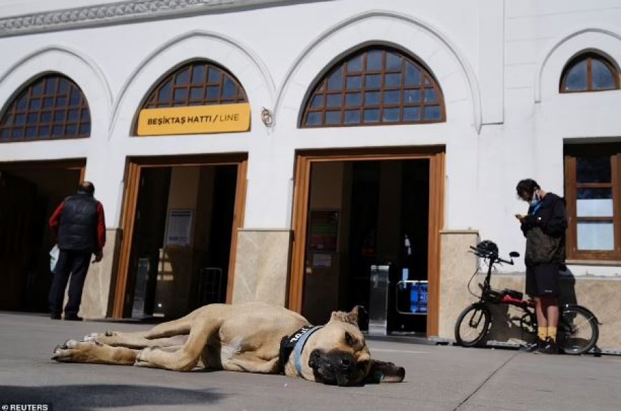 Turqi/ Qeni endacak udhëton 30 km në ditë me autobus