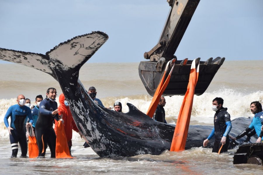 VIDEO/ Shpëtohen dy balena të ngecura në brigjet e Argjentinës