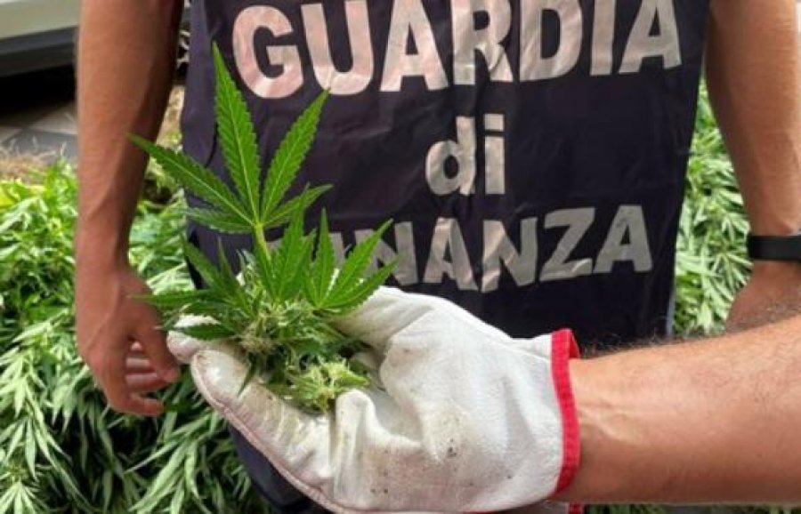 Po ujisnin parcelën me 1000 bimë kanabis, arrestohen shqiptari dhe italiani