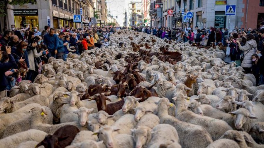 Çfarë ndodhi në kryeqytetin spanjoll? Rrugët e Madridit pushtohen nga delet