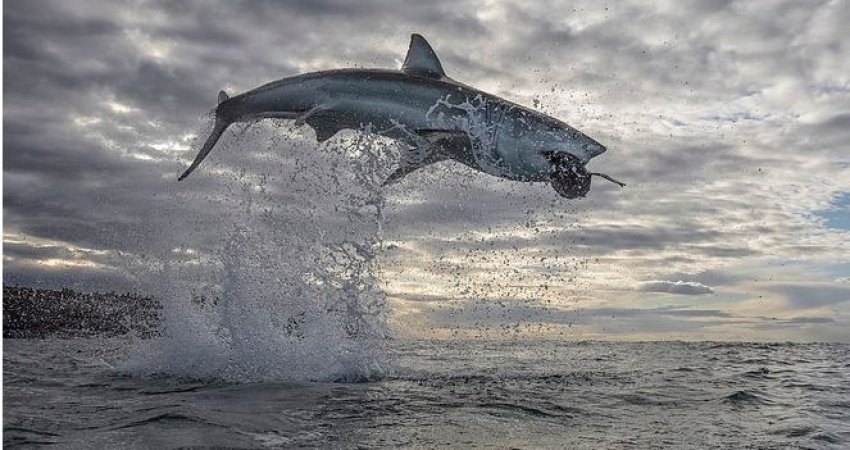 Peshkaqeni i bardhë bën kërcimin rekord 5m mbi sipërfaqen e detit