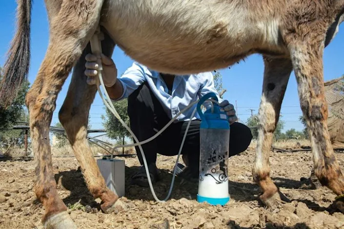 Sapuni me qumësht gomarice që po bën 'bum' në Jordani