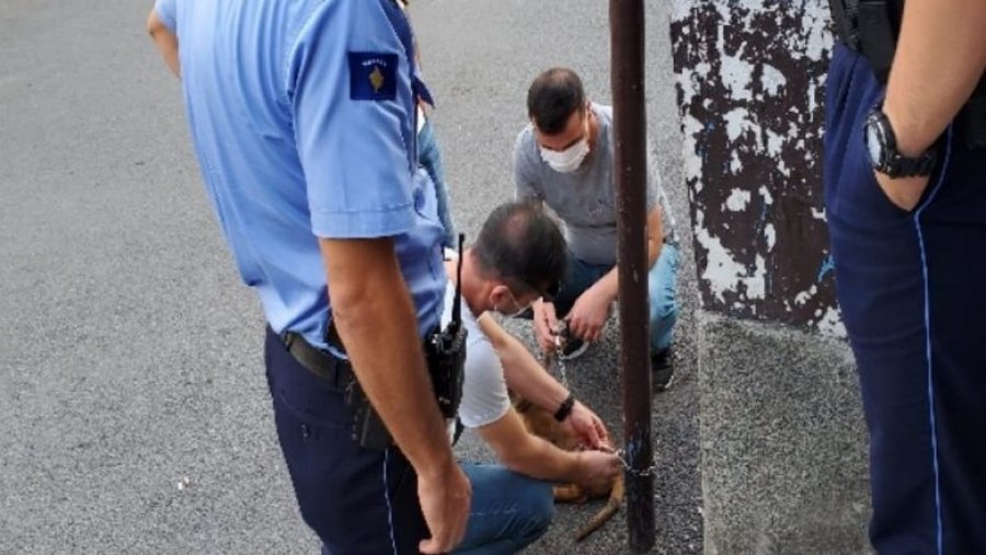 Policia e suksesshme, ua kthen qenin e vjedhur turqve të KFOR-it