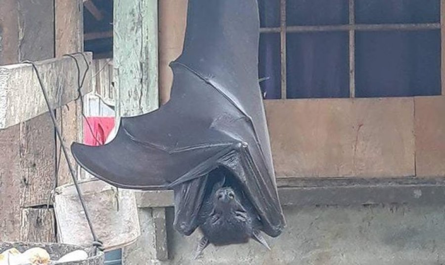 U infektua nga një lakuriq nate, burri në SHBA vdes nga tërbimi pasi refuzoi të kurohej