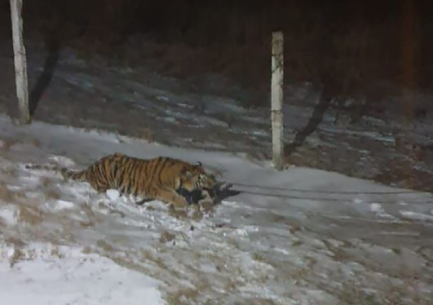 Trupat e Putinit po terrorizohen nga tigrat
