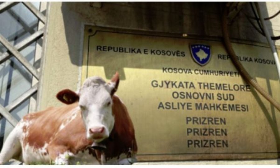 Ndodh në Kosovë: Teze e nip në gjykatë, përballen se e kujt ishte lopa që e shiti 70-vjeçarja