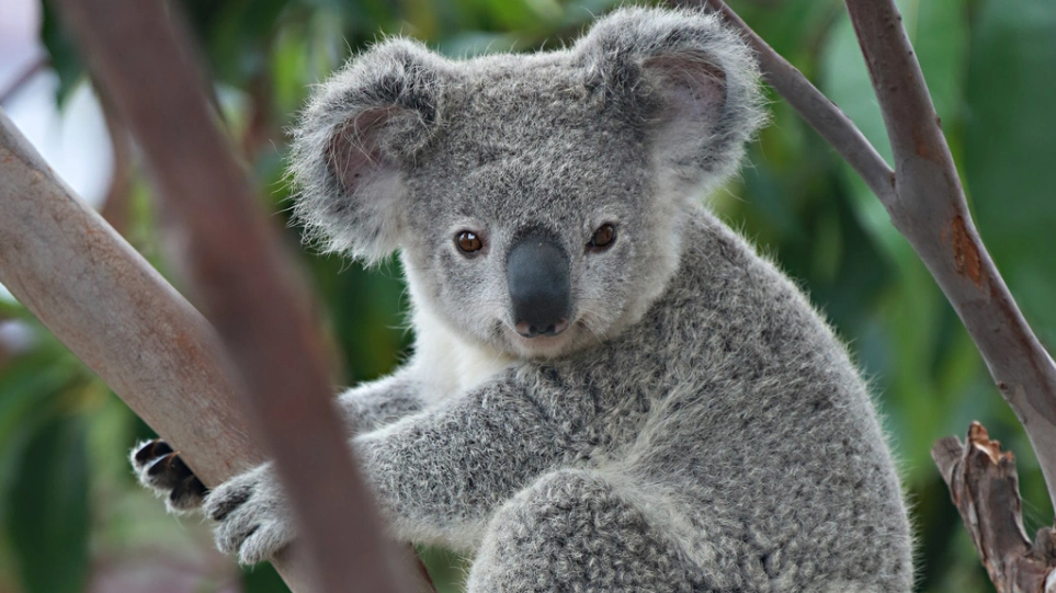  Ndryshimet e klimës/ Australia thotë se koalat janë të rrezikuara