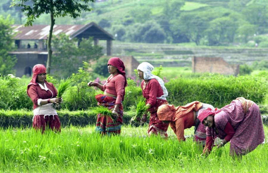 Lushnjë, 30 gra nga Nepali punësohen për grumbullimin e fruta-perimeve