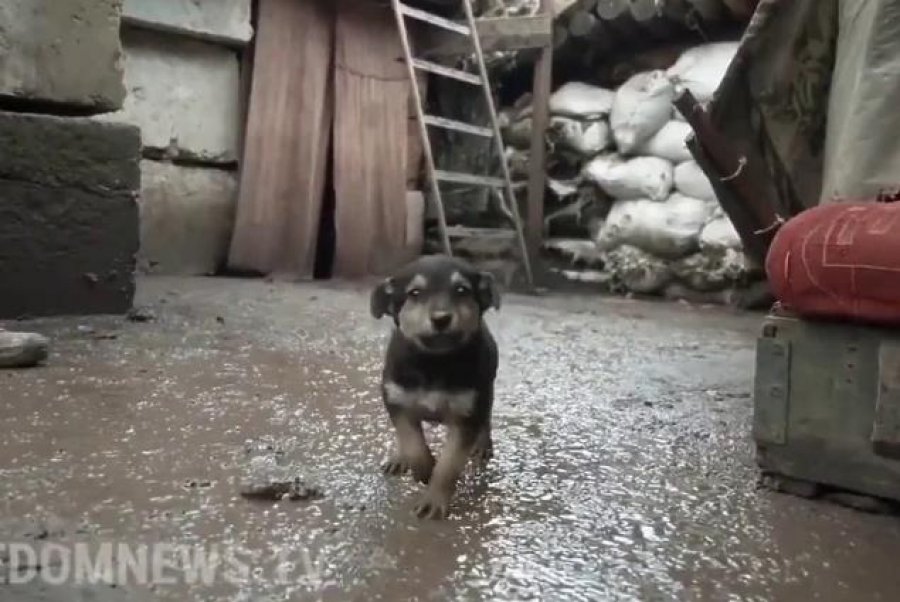 VIDEO/ Qeni 'Rambo' në vijën e parë të luftës me ushtarët ukrainas: Ai është mbrojtësi ynë