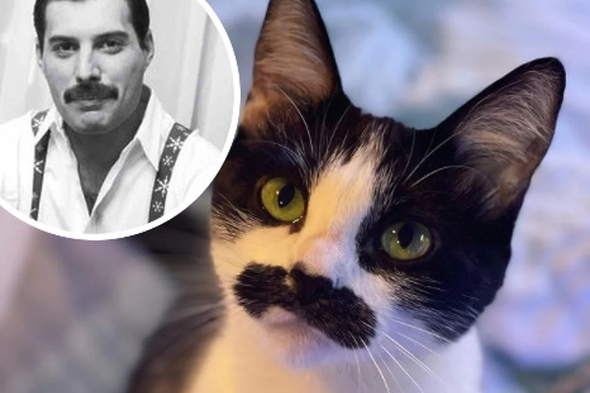 Rrjeti thotë se kjo mace duket si Freddie Mercury, arsyeja?