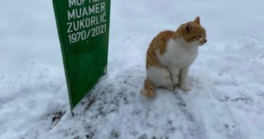 E dhimbshme: Myftiu vdiq para dy muajsh, macja e tij vazhdon t’i qëndrojë tek varri