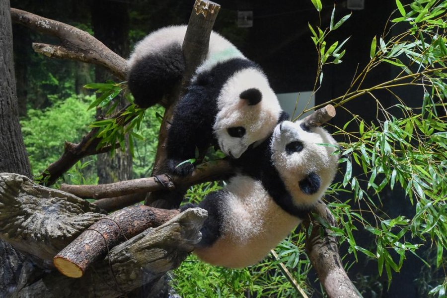 Të adhurueshëm, këlyshët binjakë panda në kopshtin zoologjik të Tokios