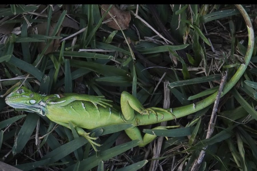 Temperaturat e ulëta në Florida: Është aq ftohtë sa iguanat bien nga pemët