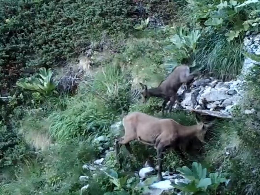 VIDEO/ Dhitë e egra me kecat në majën e Tomorrit