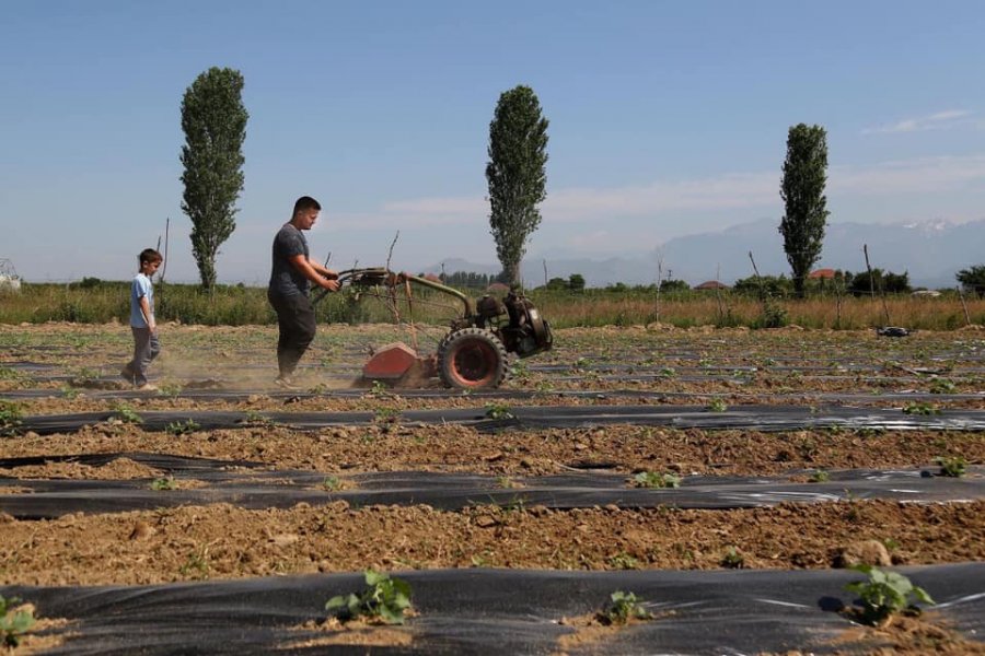 FAO zbulon ku zhduken fondet për fermerët shqiptarë:  Vetëm 3 euro për ha, se 42 euro i marrin institucionet!