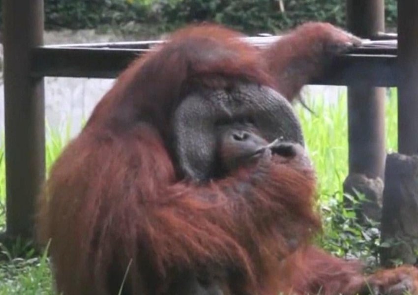 VIDEO nga Vietnam: Orangutani shijon një cigare para vizitorëve në një kopsht zoologjik 