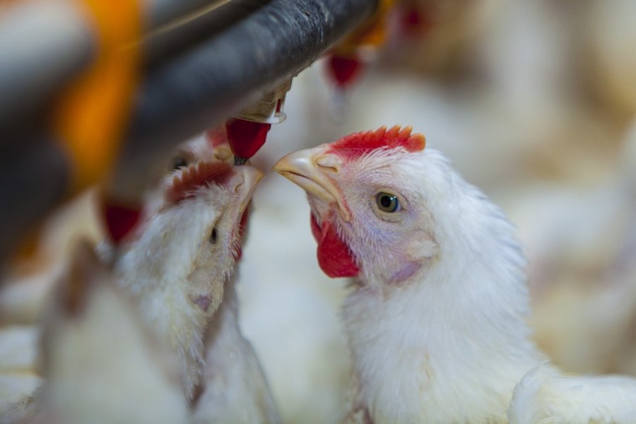 Shqetësim në Durrës: sëmundja e shpendëve vret mijëra pula