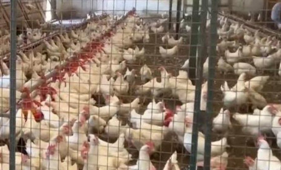 500 mijë pula të ngordhura në Durrës/ Ministria e Bujqësisë: Nuk ka asnjë rast me gripin e shpendëve