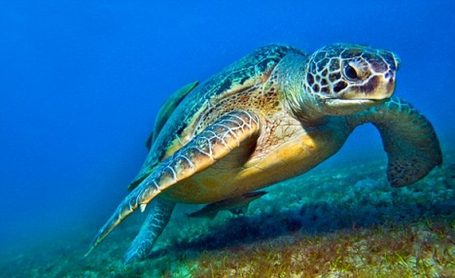 Një breshkë deti kokëmadhe kapet në Gjirin e Vlorës.