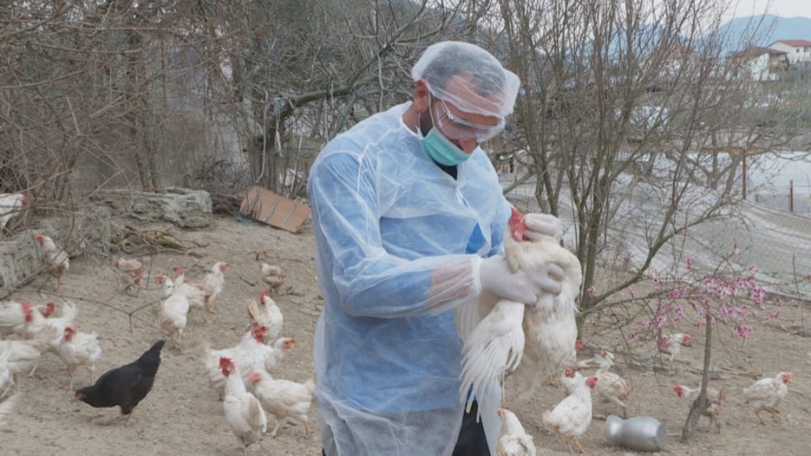 Gripi i shpendëve alarmon Çekinë, asgjëson 220,000 pula