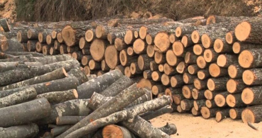 Arrestohen nëntë persona, u kapën duke transportuar 22 metra dru nga Parku Nacional i Sharrit