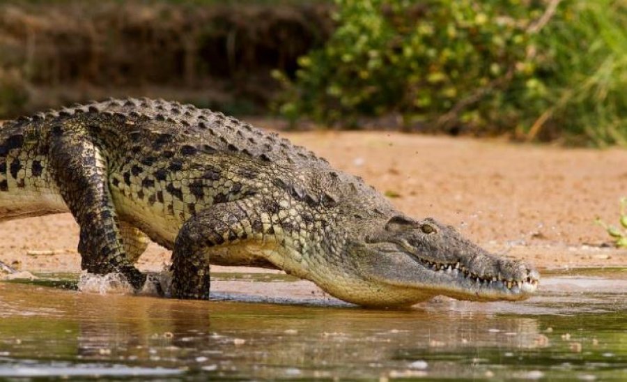 Krokodili sulmoi dhe i preu kokën 8-vjeçarit, prindërit panë tmerr me sy