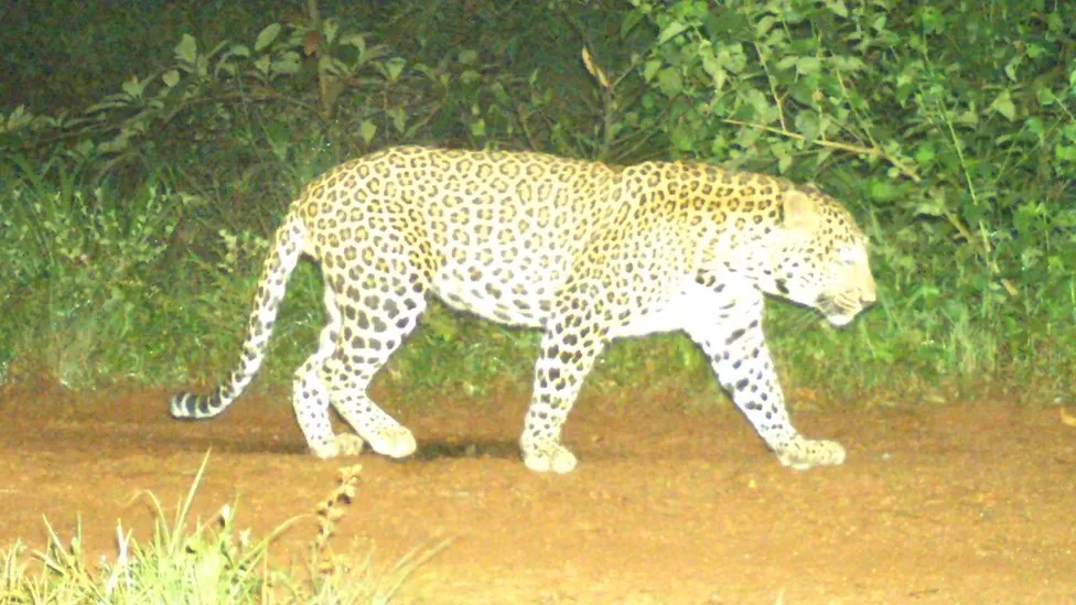 Indi/ Leopardi i lirë vë në lëvizje shtetin 