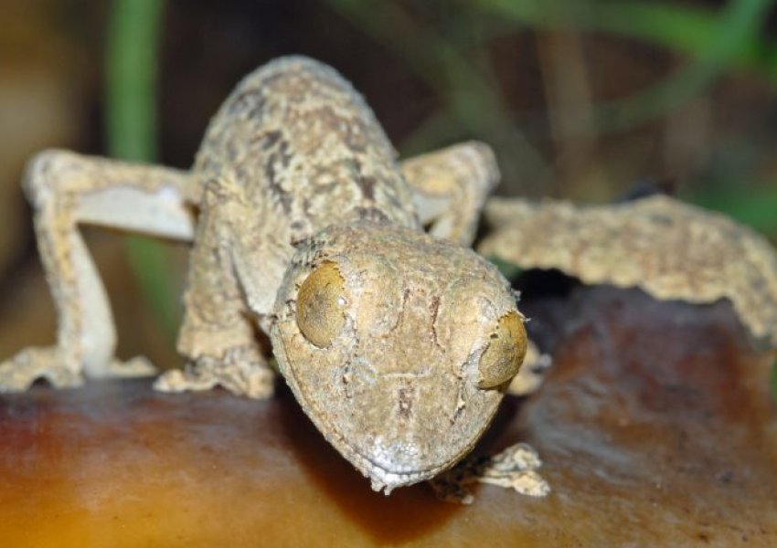 Shkencëtarët gjermanë zbulojnë specie të reja geko në Madagaskar